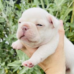 Cannoli - French Bulldog puppy in Petaluma, California from Luma Frenchies