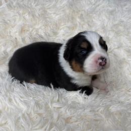 Dolly - Black tri-color female Australian Shepherd puppy in Olivehurst, California from Double M Aussies