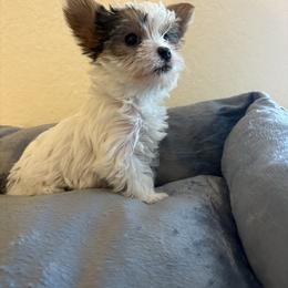 Prada - Parti female Yorkshire Terrier puppy in San Antonio, Texas from Sweet as dessert puppies