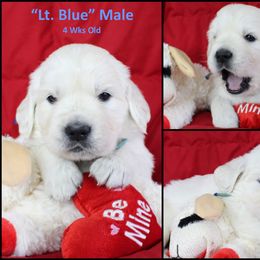Golden Retriever Puppies from Bullock's Golden Retrievers, LLC