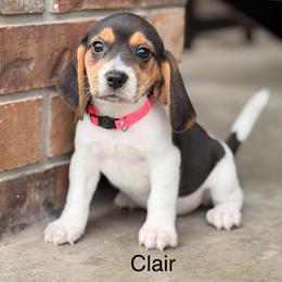 Clair - Black tan and white female Beagle puppy in Mansfield, Missouri from Rippee Creek Kennel