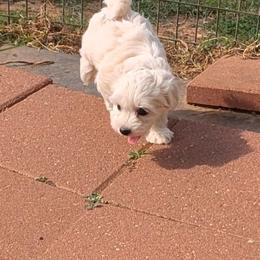 Violet - White female Coton de Tulear puppy in Mead, Oklahoma from Bar W Cotons