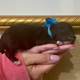 Rusty - Black and white male Aussiedoodle puppy in Midlothian, Texas from Gray Doodles