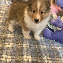 Bridget girl 1 - Sable and white female Shetland Sheepdog puppy in Catawba, North Carolina from Candescent Shetland Sheepdogs