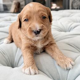 Green Boy - Apricot male Goldendoodle puppy in Twin Falls, Idaho from Magic Valley Family Doodles