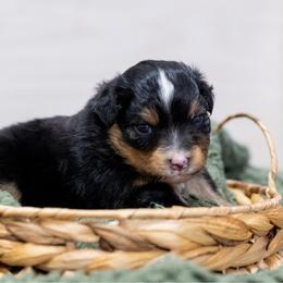 Schroeder - Black tri male Miniature American Shepherd puppy in Groesbeck, Texas from Empire Miniature American Shepherds