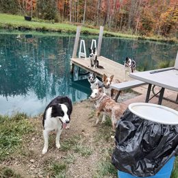 Remi - Border Collie