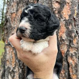 Fennel - Black and white male Aussiedoodle puppy in Clarkston, Washington from Doodle & Poodle Palace