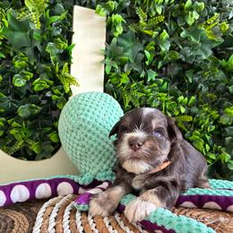 Samson - Liver male Miniature Schnauzer puppy in Hemet, California from Journee Home Mini Schnauzers