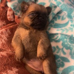 Brussels Griffon Puppies from Butler Brussels Griffon