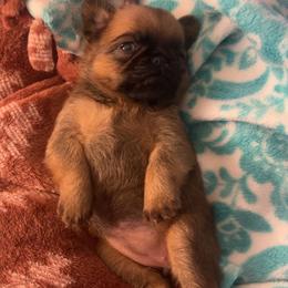 Brussels Griffon Puppies from Butler Brussels Griffon