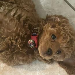 June Bug - Red  female Poodle puppy in Brandon, Florida from Henn's Toy Poodles
