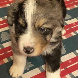 Miniature Australian Shepherd Puppies from Water's Edge Aussies