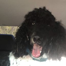Aussiedoodles from Bull Shoals Pets