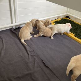 Golden Retriever Puppies from Upper Park Goldens