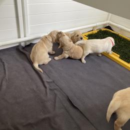 Golden Retriever Puppies from Upper Park Goldens