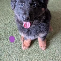 Puppy 1 - Black and red female German Shepherd puppy in Stuarts Draft, Virginia from Shengulli Shepherds