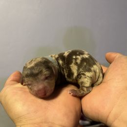 Dachshund Puppies from Justyne Lazalde