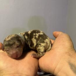 Dachshund Puppies from Justyne Lazalde