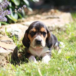 Aspen - Black tan and white male Basset Hound puppy in Idaho from Welcome Home Bassets
