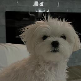 Maltese Puppies from TCBs Glowing Maltese