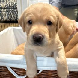 Clementine - Yellow female Labrador Retriever puppy in Weatherford, Texas from CapeWest R&T