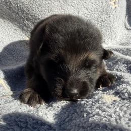 Gala - Black and tan female German Shepherd puppy in Lebanon County, Pennsylvania from Regalimage