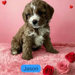Jason - Red male Cavapoo puppy in Mint Hill, North Carolina from DoodleForever