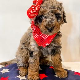 Aspen - Blue merle female Aussiedoodle puppy in Flagstaff, Arizona from Gunstock Doodles
