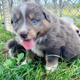 Black - Gambit - Dilute blue male Australian Shepherd puppy in Iola, Texas from MK Aussies