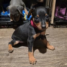 BLBKF2 - Black and tan female Miniature Pinscher puppy in Middle Point, Ohio from Knisely's Min Pins-AKC