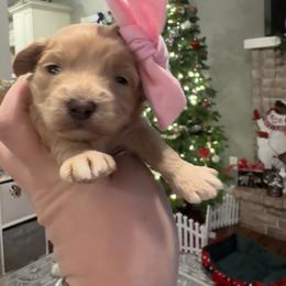 Blanche - Apricot female Maltipoo puppy in West Jordan, Utah from Mid Sized Maltipoos and More LLC