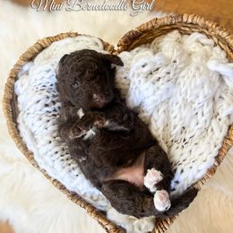 Cocoa - Brown and white female Bernedoodle puppy in Grove, Oklahoma from Guinn Family Farms