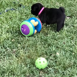 Bulldog and Pug Puppies from JR’s Pugs