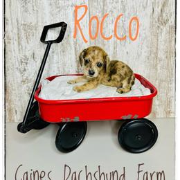Rocco - Dapple male Dachshund puppy in Cincinnati, Ohio from Caines Dachshund Farm