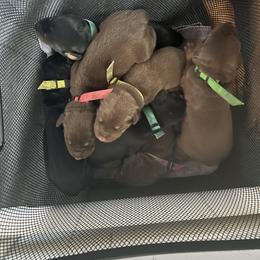 Doberman Pinscher Puppies from New Horizons Kennels