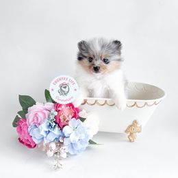 Rumi - Blue merle female Pomeranian puppy in Idaho Falls, Idaho from Country Life Pomeranians
