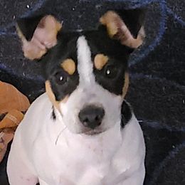 Big Bubba - Rat Terrier puppy from Angel Flight Kennel