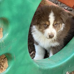 Australian Shepherd Puppies from BlueRain Aussies