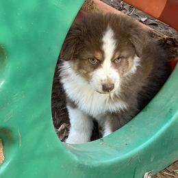 Australian Shepherd Puppies from BlueRain Aussies