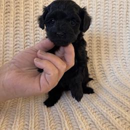 Valentina - Black female Maltipoo puppy in New Port Richey, Florida from Toy Poodles And Maltese Of Florida