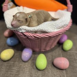 Mint - Cream female Poodle puppy in Twin Lake, Michigan from Paige's Poodles