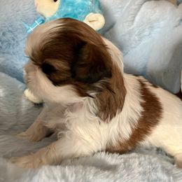 Will - Gold and white male Shih Tzu puppy in Silver Lake, Oregon from Bling Shih Tzu