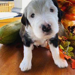 Sheepadoodle Puppies from Life Unleashed Farm