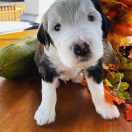 Sheepadoodle Puppies from Life Unleashed Farm