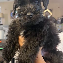Miniature Schnauzer Puppies from SoCal Beards and Brows