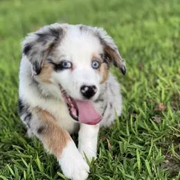 Miniature Australian Shepherd Puppies from Rounvale
