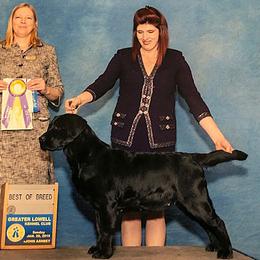 Labrador Retriever All Grown Up from Chrismill Labradors
