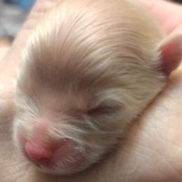 Pomeranians from Misty's Pomeranians