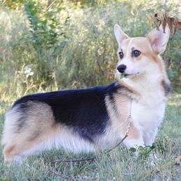Toasty - Pembroke Welsh Corgi